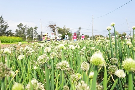 Làng rau có hơn 500 năm tuổi vốn là điểm đến hấp dẫn du khách ở vùng ngoại ô phố cổ Hội An