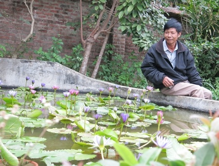 Ông Văn Trinh bên đàm hoa súng cho hoa quanh năm với 20 sắc độ màu khác nhau