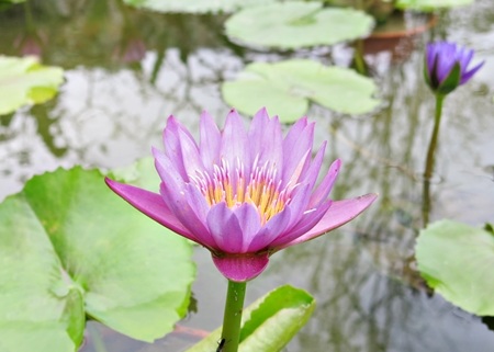 Phải mất hàng chục năm mới có được 20 màu hoa súng lạ mắt để nhân bản