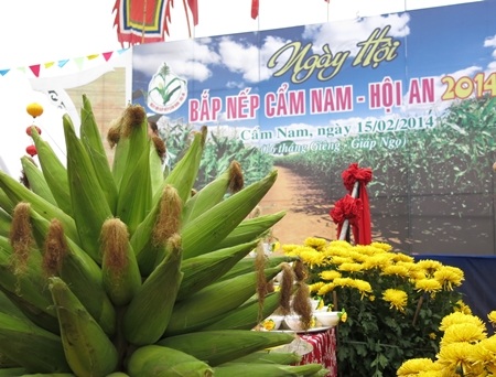 Lễ hội Bắp thu hút đông đảo người dân và du khách về với làng Cẩm Nam( Hội An, Quảng Nam)