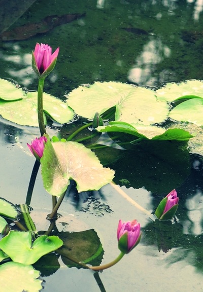 Phải mất hàng chục năm mới có được 20 màu hoa súng lạ mắt để nhân bản