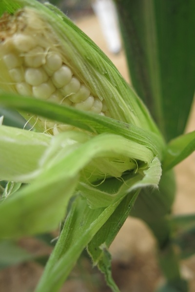 Cây bắp nếp làng Cẩm Nam ngon có tiếng thấm vị phù sa cuối con sông Thu Bồn