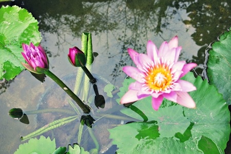 Để có một màu hoa mới, phải lai tạo hàng trăm chậu súng mới thành công một chậu