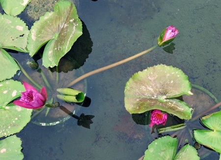 Phải mất hàng chục năm mới có được 20 màu hoa súng lạ mắt để nhân bản