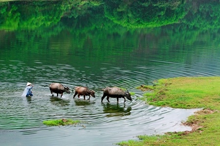 Con trâu – tin ngưỡng thờ cúng của người Hrê