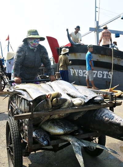 Có hàng trăm phụ nữ làm nghề rảo cá - nghề bán sức mưu sinh ở cảng cá phường 6, Tuy Hòa,Phú Yên