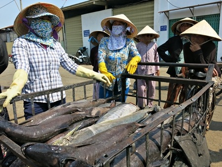 Một ngày khuân, chở hết cá lớn cá bé, tiền công chia ra mỗi chị được vài mươi nghìn đồng