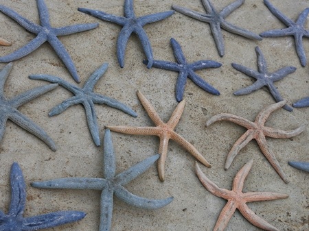  Quà của biển nơi gành Đá Đĩa