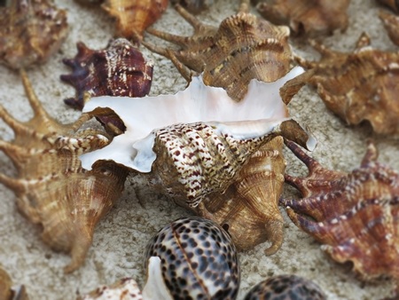  Quà của biển nơi gành Đá Đĩa