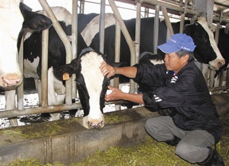 Vườn đào Mộc Châu "mùa" tỷ phú - 3 Vườn đào Mộc Châu "mùa" tỷ phú - 3