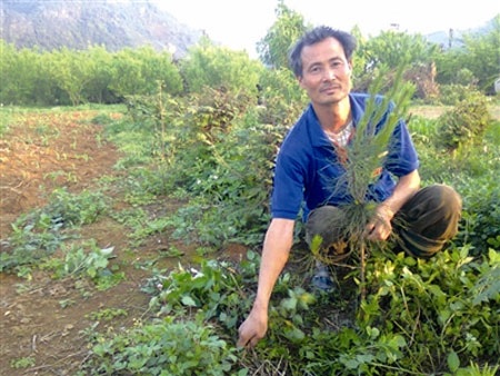 Vườn đào Mộc Châu "mùa" tỷ phú - 2 Vườn đào Mộc Châu "mùa" tỷ phú - 2