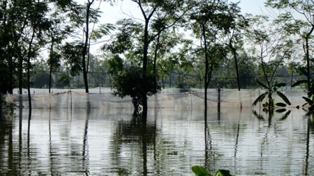 Bà con phải giăng lưới cao bao bọc ao đầm để tránh bị mất cá
