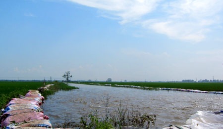 Nước lũ gây tràn và vỡ 2 lần bờ kênh tiêu ấp bắc