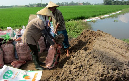 Để giữ bờ bao kênh tiêu và cứu lúa, một cuộc tổng động viên nhân lực trong