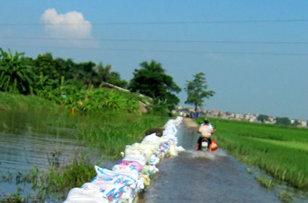 Đường đi ra đồng cũng chìm nghỉm