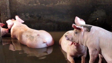 Lợn cũng phải sống chung với lũ