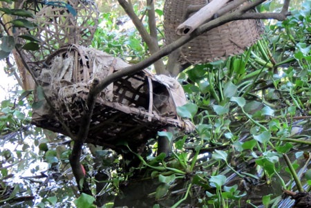 Chuồng gà được đưa lên cây