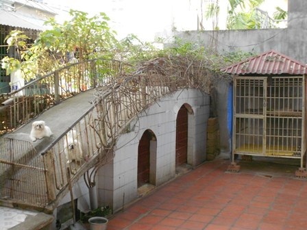 1 triệu đồng/ngày trông thú cưng trong dịp Tết - 1 Khách sạn 5 sao trông giữ chó, mèo dịp Tết