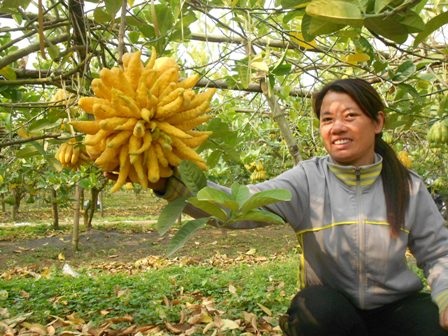 Vườn phật thủ giá 400 triệu đồng - 1 Một trái phật thủ có giá tiền triệu