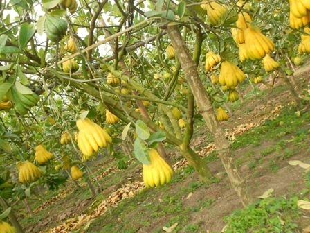 Vườn phật thủ giá 400 triệu đồng - 2 Vườn phật thủ mùa Tết