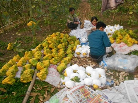 Vườn phật thủ giá 400 triệu đồng - 3 Thu hoạch phật thủ