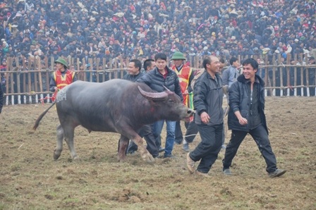 Ông Cầu thắng cuộc trong hội thi chọi năm 2014