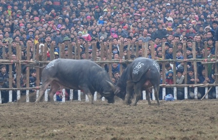 Các ông Cầu xông trận vô cùng dũng mãnh, không bên nào chịu thua bên nào