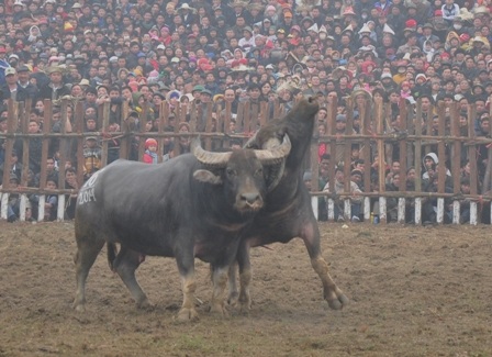 Đòn móc mắt kịch tính