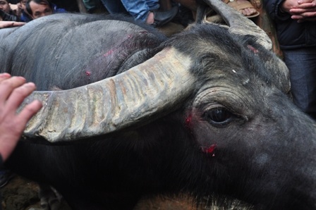 Các ông Cầu đều bị trọng thương sau các trận đấu