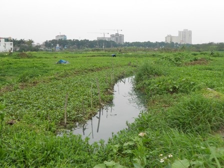 Rau trồng bằng nước cực bẩn, chỉ bán chứ không ăn! - 1 Cánh đồng rau xanh ngát được chăm sóc bằng nước thải