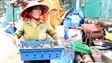 Phú Yên: Hàng trăm ngàn con tôm hùm chết sau lũ, người nuôi điêu đứng!