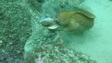 Bạch tuộc mất xúc tu trong trận chiến dữ dội với cá chình ở Australia