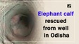 Cảnh giải cứu voi con từ giếng sâu 5m ở Ấn Độ