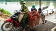 Dân Bắc Giang "chật vật" qua cầu phao chở vải đi bán