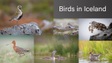 Những loài chim đẹp ở Iceland