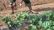 Nông dân tiếp tục đổ xô trồng dưa hấu mặc cho giá rớt cực thấp