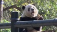 Bà Melania Trump đi thăm gấu trúc tại vườn thú Trung Quốc