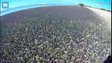 Hàng triệu con ốc đen hành quân phủ kín bờ biển Mỹ