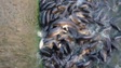 Cảnh tượng đàn vịt "cưỡi" trên lưng hàng nghìn con cá