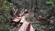 Cận cảnh cánh rừng của huyện Ia Grai bị "xẻ thịt"