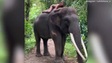 Chụp ảnh khỏa thân trên lưng voi, cô gái bị cộng đồng mạng chỉ trích