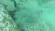 Video: Bạch tuộc chạm trán lươn Moray và cái kết. Nguồn: Daily Mail
