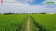 Phú Yên: Rộ tình trạng thu gom đất lúa ở vùng ven thành phố