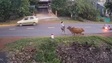 Bò gây tai nạn cho người đi đường, chủ nhanh chóng dẫn bò rời đi