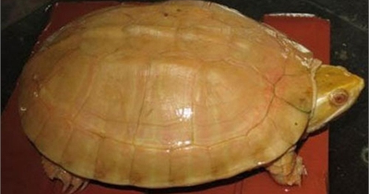 Báu vật rùa vàng 400 triệu đổi đời nông dân miền rừng