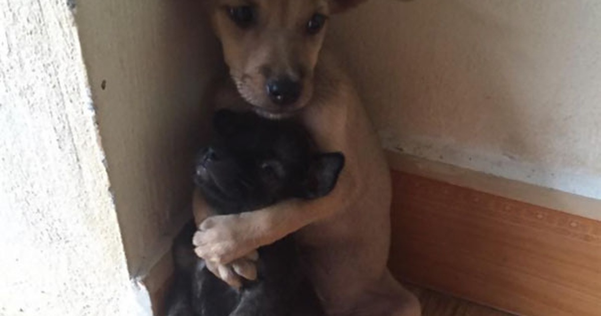 Hình ảnh hai chú chó ôm nhau khiến trái tim bạn tan chảy