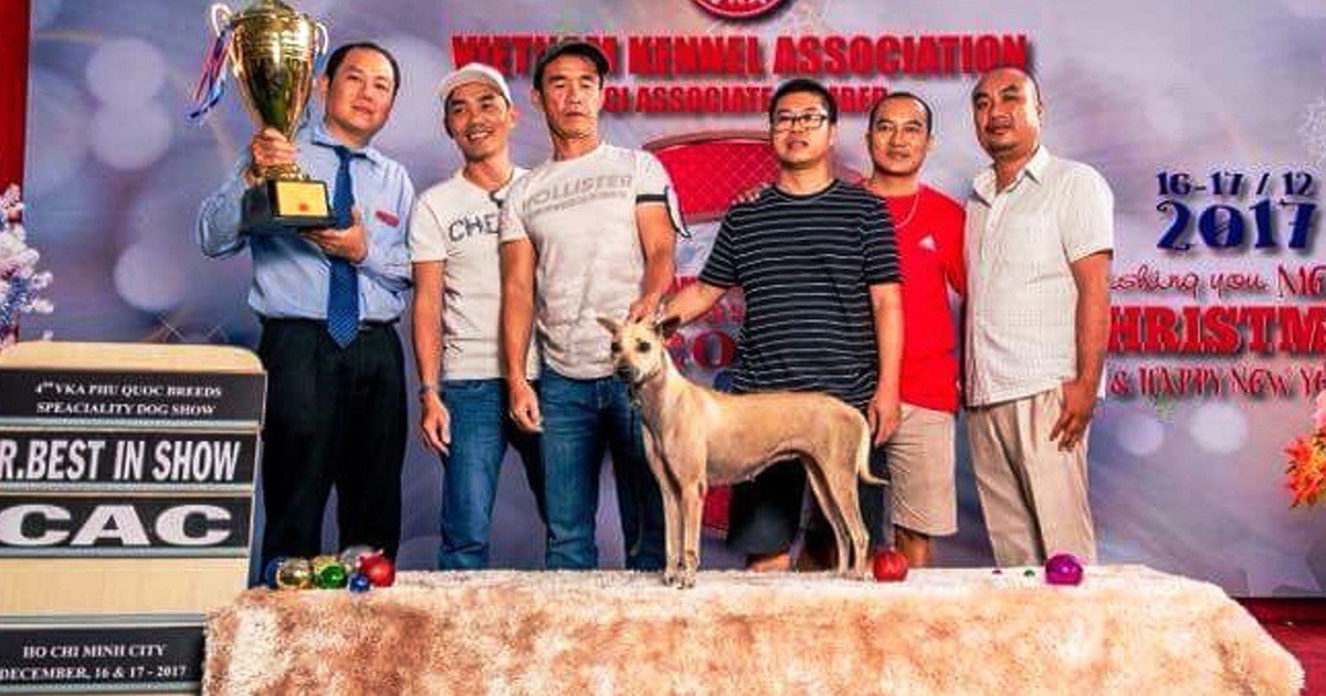 Chó Phú Quốc - Giống Chó Tinh Khôn Và Đa Tài | Báo Dân Trí