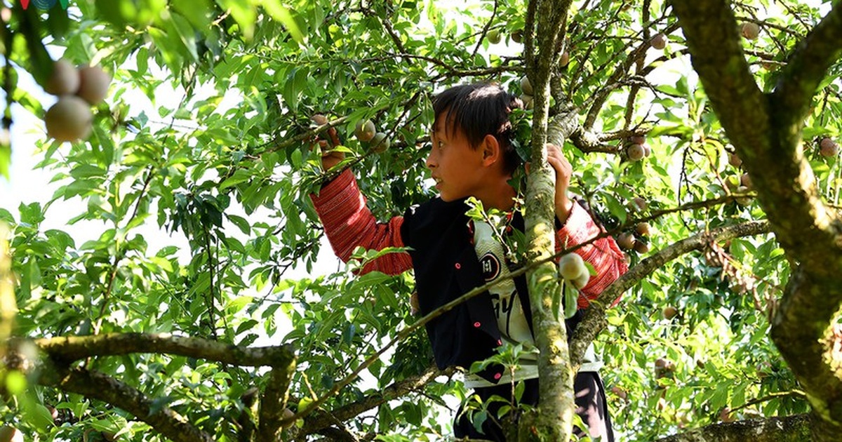 Mận Mộc Châu vào mùa thu hoạch, nông dân kiếm tiền triệu mỗi ngày