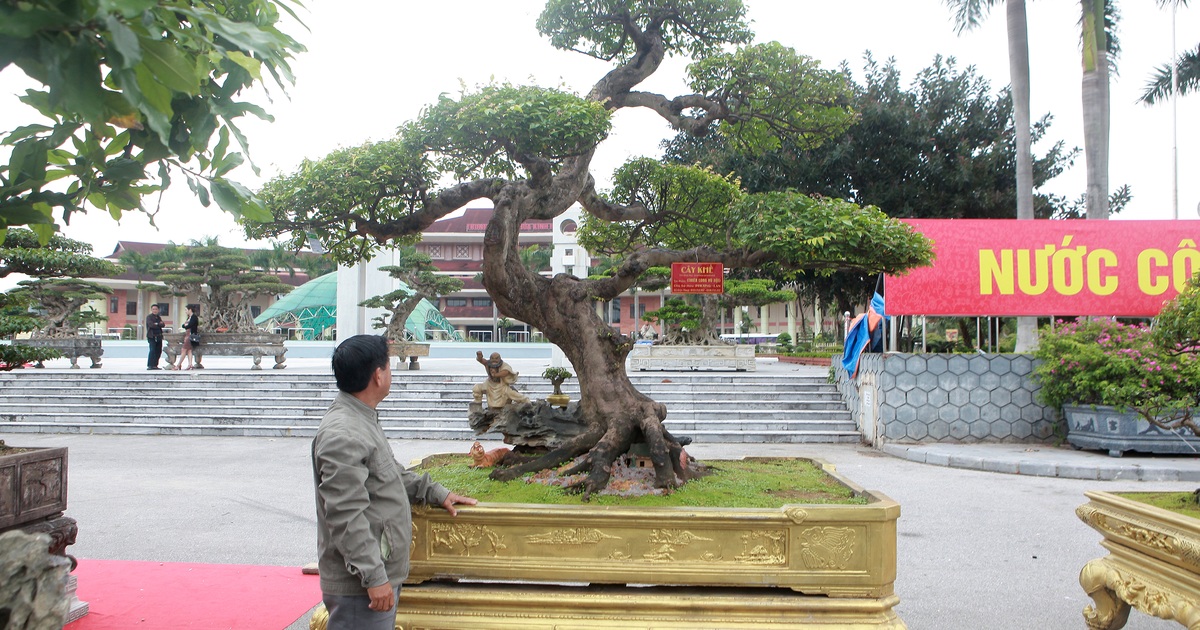 Sửng Sốt Với Cây Khế Cổ Dáng Long Đẹp Nhất Việt Nam Có Giá 5 Tỷ Đồng | Báo  Dân Trí