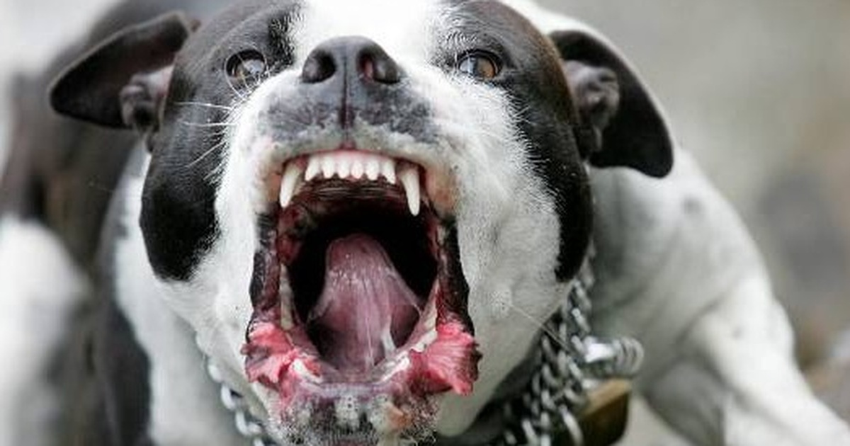 Răng chó Pitbull: Các chú chó Pitbull nổi tiếng với vẻ máu lửa và răng nanh cực dài. Hãy xem hình ảnh này để ngắm nhìn chiếc răng hoành tráng của những \